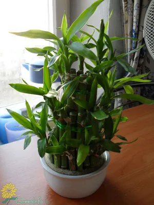 Декоративный бамбук | floravdome.ru | Lucky bamboo plants, Bamboo plants,  Indoor flowering plants