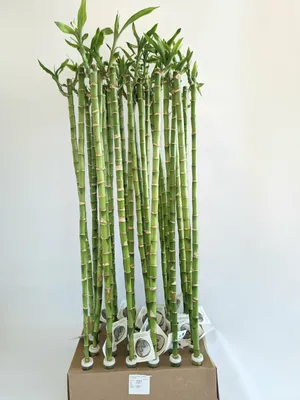 Как вырастить «бамбук счастья» в домашних условиях | myDecor
