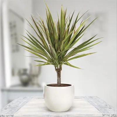 Dracena 'Bicolor' | 3 Pędy