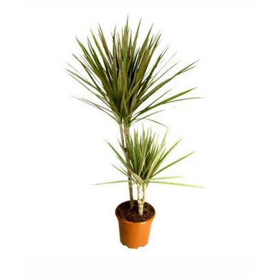 Small Bicolor Dragon Tree (Dracaena marginata 'Bicolor') – Rooted