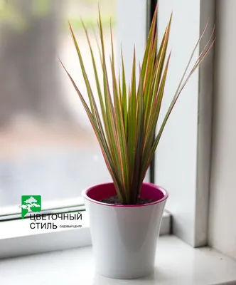 Купить с доставкой Драцена Маргината Биколор Dracaena Marginata Bicolor от  847 рублей, доставка