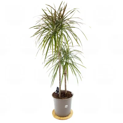 Dracaena Bicolor Cane | Indoor Plants | Lively Root