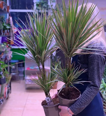 Драцена маргината Биколор многоствольная - купить в интернет-магазине  FreshPlants.ru с доставкой по Москве, области, России