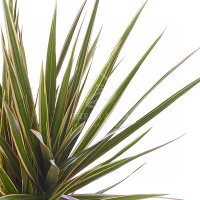 Драцена биколор (Dracaena Bicolor) | Клумба - интернет магазин цветов в Туле
