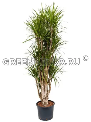 ДРАЦЕНА МАРГИНАТА БИКОЛОР Диаметр 23 см Высота 140 см: привнесите природу в  свой дом с этим растением - 🌿 Greendekor.ru