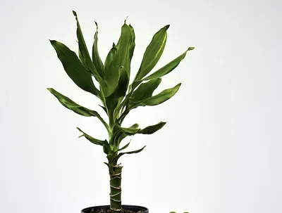 Драцена маргината - Dracaena marginata. Уход за драценой маргината,  выращивание