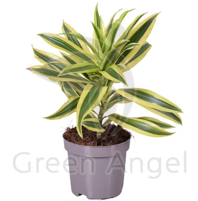 Драцена Маджента Dracaena Magenta 30-10 75/17 — цена в LETTO