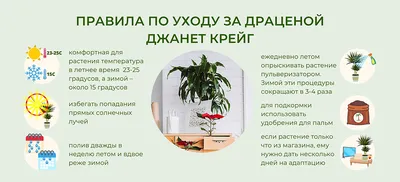 Драцена: уход в домашних условиях, фото, размножение и болезни | ivd.ru
