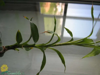 Драцена душистая (Dracaena fragrans) - PictureThis