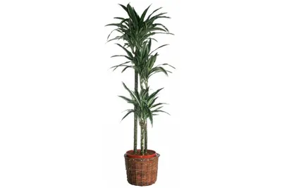 Коллекционный объект БСИ ДВО РАН: Dracaena fragrans (Драцена душистая  'Баузи')(Сорт:Bausei)