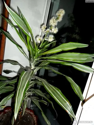 Драцена душистая / Dracaena fragrans - «История о том, КАК МЫ ИСКАЛИ  ЗАЛЕТНЫЙ ТРУП В ДОМЕ ТРИ ДНЯ, А НАШЛИ ЦВЕТУЩУЮ ДРАЦЕНУ!!! На этот раз тут  обычные фото, но зато какая история!