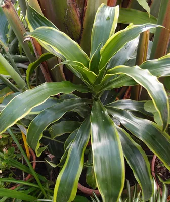 Коллекционный объект БСИ ДВО РАН: Dracaena fragrans (Драцена душистая  'Дорадо')(Сорт:Dorado)