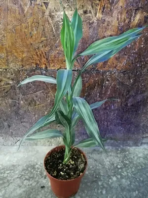 Драцена деремская (dracaena deremensis) купить - Живая планета