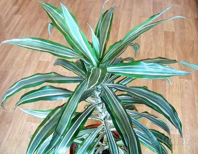 Драцена Фрагранс душистая / Dracaena Fragrans вечнозеленое  декоративно-лиственное растение купить Киев, продажа, цена, фото, доставка,  уход