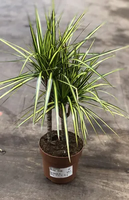 Драцена маргината высотой 200см в горшке (Dracaena marginata) купить с  доставкой в СПб