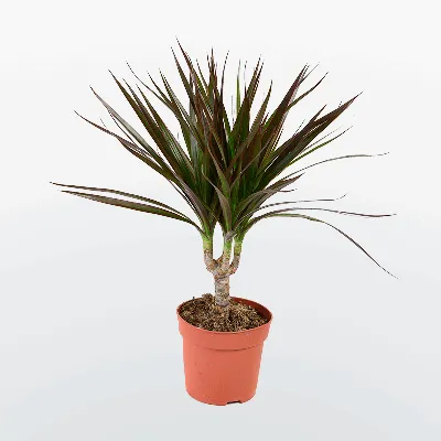 Драцена окаймленная 3РР купить в Минске с доставкой | Cactus.by