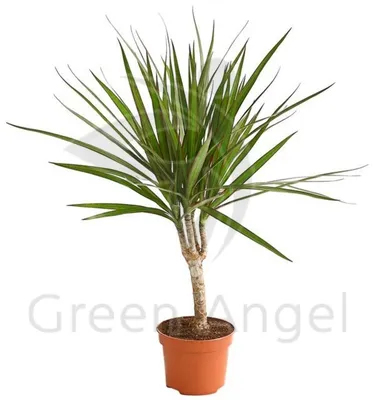 Как ухаживать за драценой в домашних условиях - Блог The Plant