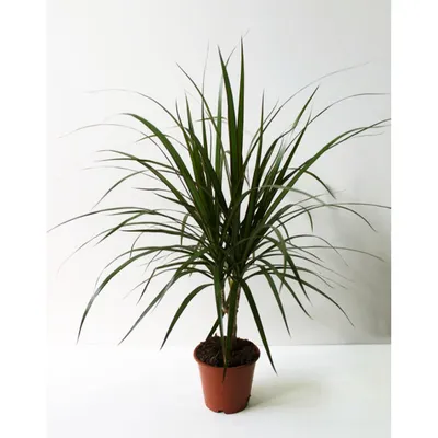 Драцена маргината (лат. Dracaena marginata), d 12 | Flowers Valley