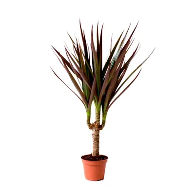 Драцена окаймлённая Биколор - Botanic Craft | Цветы и растения в Хабаровске