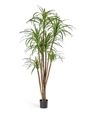 Драцена драконовая Dracaena draco 110/30 — цена в LETTO