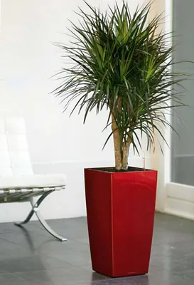 Драцена Маргината Bicolor