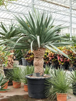 Драцена драконовая (Dracaena draco) — описание, выращивание, фото | на  LePlants.ru