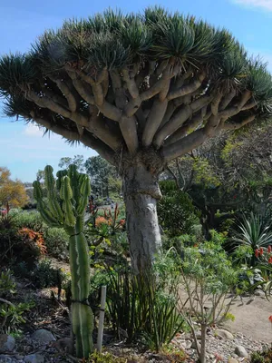 Драцена Драко, Драконово дерево, купить, Dracaena draco, заказать почтой,  доставка, ЭКЗОТИЧЕСКИЕ РАСТЕНИЯ, ЦВЕТЫ ОРАНЖЕРЕЙНЫЕ Купить растения в  Ростове-на-Дону, Интернет-магазин, питомник растений, хвойные и лиственные,  уличные, плодовые и декоративные ...