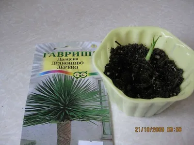 Комнатное растение Драцена Драко \"Драконовое дерево\" купить по цене 274.45  ₽ в интернет-магазине KazanExpress
