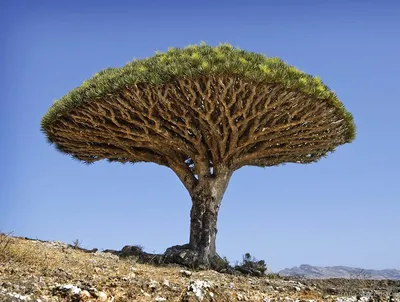 Драцена киноварно-красная (Драконово дерево), остров Сокотра, Йемен /  Природа :: деревья :: фотки :: йемен :: страны - JoyReactor