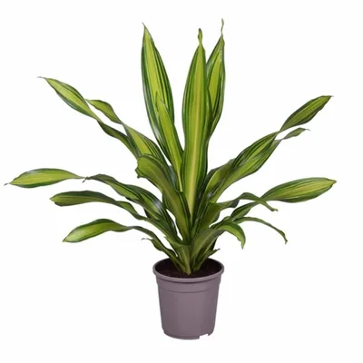 Драцена Душистая Чарли (Dracaena fragrans Charley) - описание сорта, фото,  саженцы, посадка, особенности ухода. Дачная энциклопедия.