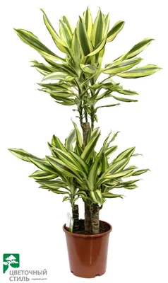 Dracaena Yellow Coast (Драцена душистая), садовый центр \"Цветочный Стиль\",  магазин цветов, большой выбор цветов