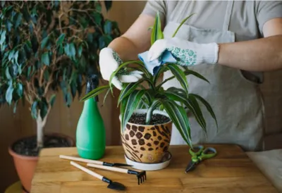 Пальма драцена: уход и выращивание в домашних условиях