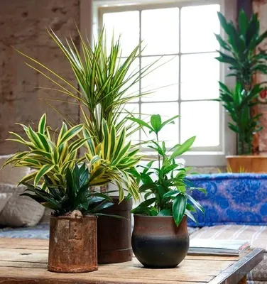 Драцена - одно из самых популярных комнатных растений. Уход за ней в  домашних условиях несложен. Как ухаживать за драценой?