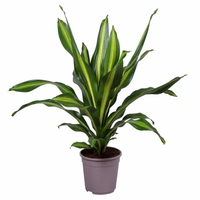 Драцена душистая Берли (Dracaena fragrans Burley) - описание сорта, фото,  саженцы, посадка, особенности ухода. Дачная энциклопедия.