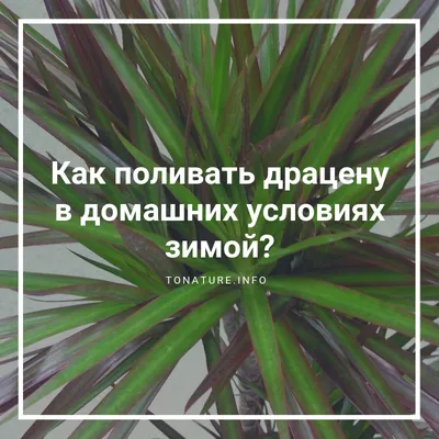 Как поливать драцену в домашних условиях зимой? | выращивание, уход,  размножение растений