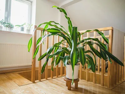 Шикарная драцена душистая – лучший выбор для озеленения дома и офиса |  Glav-Dacha.ru | Дзен