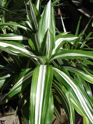 Файл:Starr 080117-2118 Dracaena fragrans.jpg — Википедия