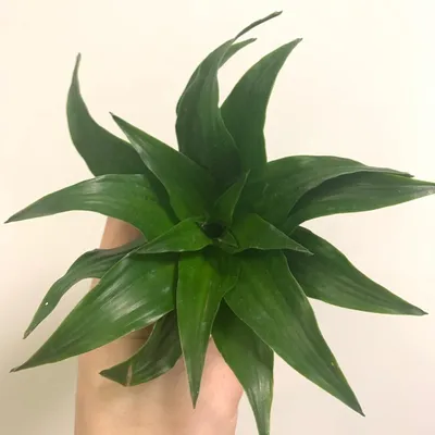 Растение ⌀ 5 Dracaena FRAGRANS compacta (Драцена): купить c доставкой  почтой 🌸 Адениум дома