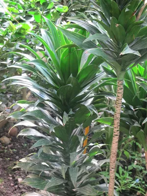 Коллекционный объект БСИ ДВО РАН: Dracaena fragrans (Драцена душистая  'Компакта')(Сорт:Compacta)