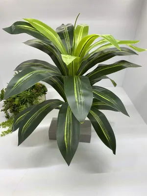 Коллекционный объект БСИ ДВО РАН: Dracaena fragrans (Драцена душистая  'Дорадо')(Сорт:Dorado)