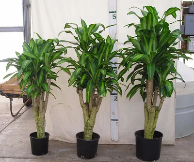 Драцена Фрагранс душистая / Dracaena Fragrans вечнозеленое  декоративно-лиственное растение купить Киев, продажа, цена, фото, доставка,  уход