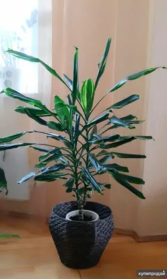 Драцена (Dracaena) - хорошее растение для озеленения