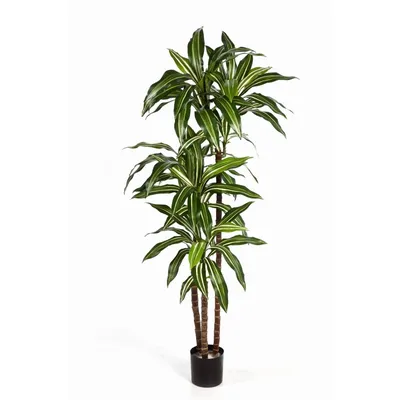Драцена душистая (Dracaena fragrans) — описание, выращивание, фото | на  LePlants.ru