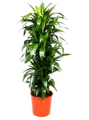Драцена душистая - Dracaena fragrans massangeana (Cordyline) (ASPARAGACEAE)  - SMS Marmara Group