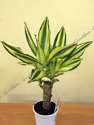 Драцена душистая - Dracaena fragrans. Уход за драценой фрагранс.