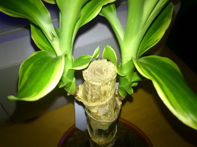 Dracaena Yellow Coast (Драцена душистая), садовый центр \"Цветочный Стиль\",  магазин цветов, большой выбор цветов