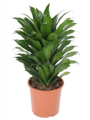 Драцена душистая (Dracaena fragrans) 100-15 - купить в Минске с доставкой,  цена и фото в интернет-магазине Cvetok.by