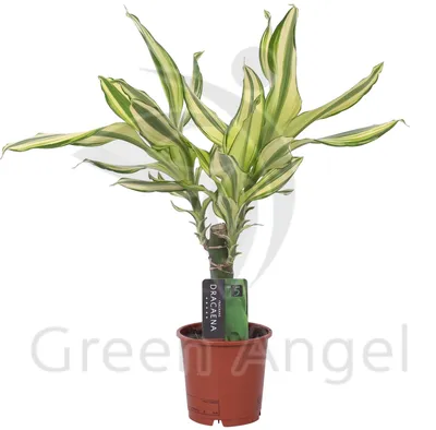 Драцена душистая (Dracaena fragrans) | Страница 46
