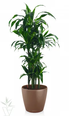 Купить Искусственное растение Драцена Джанет Крейг зеленая, высота 125 см,  для напольного кашпо с доставкой