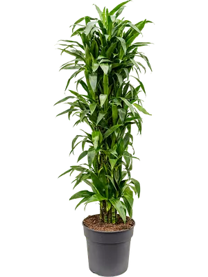 Декоративное растение Драцена Джанет Крейг размер 150 см от фабрики TREEZ  Бельгия - TZ.DEL.TR.28 купить | Neopolis Casa